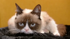 Happy Birthday Grumpy Cat
