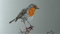 How I Draw A Robin Bird