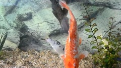 How To Clean Your Fish, The Easy Way!