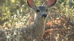 Fawns In The Summer With Jazz