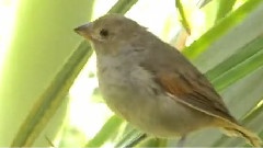 Barbados