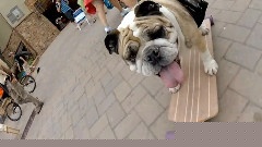 Dogs Of Teva Mt Games