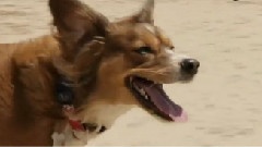Buzz At The Beach