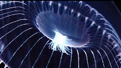 Blue Jellyfish