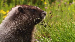 Wildlife