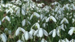 First Flowers