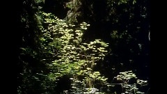 Ginkgo Garden