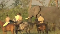 Okavango Horse Safaris