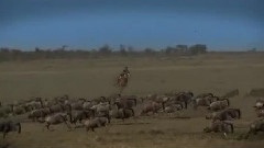 Horseback Safari In Africa