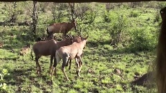 African Safari
