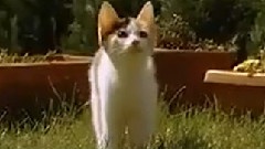 猫咪慢动作唯美跳跃