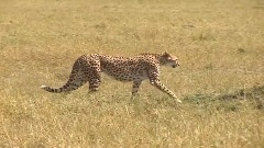 SAFARIS