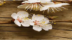 Music You Are My Spring