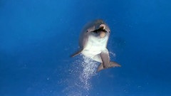 Dolphin Companion