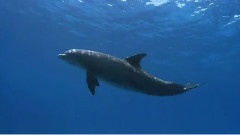 Into The Very Heart Of The Dolphins