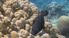 Scuba Diving Maldives