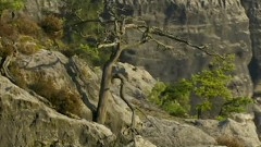 Beauty Of The Black Stork