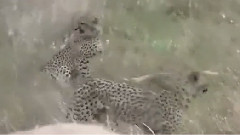 猎豹母子集体捕猎