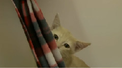 Curious Kitten Pulls Off Scarf