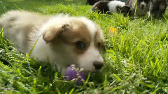 Adorable Corgi Easter Egg Hunt