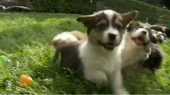 Corgi Can't Get Easter Egg Off Face