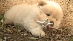 Chow Puppy Wants To Be A Princess