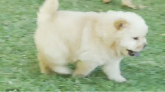 Hungry Chow Puppies Chase Mama