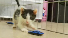 Shy Kitten Scared Of Toy Cars