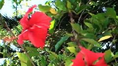 Hawaii - Hawaii Nature Scenes