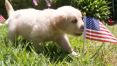 Patriotic Puppies