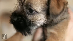 Cuddle With A Beautiful Border Terrier Puppy