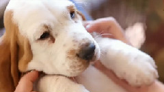 Cuddle With A Wrinkly Basset Hound Puppy