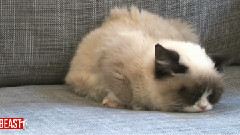 The Movie About Grumpy Cat