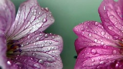 Tears For Diana