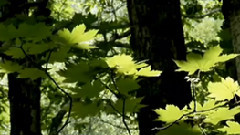 Black Queen Of The Forest
