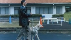<导盲犬小Q>