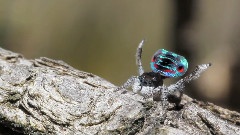 Peacock Spider