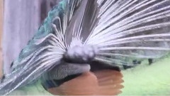Peacocks Strut Thier Stuff