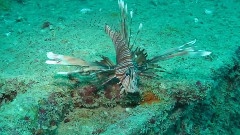 Mauritius Scuba Diving Compilation