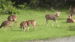 Spotted Deer & Sambar Deer