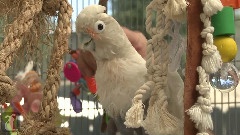 Dancing Parrot