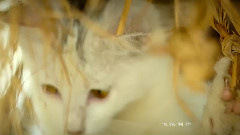 飞扬加猫
