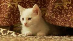 80 Seconds Of Cute Siamese Kittens