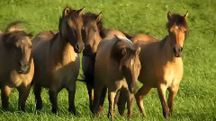 Amazing Galloping Horses