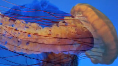 Jellyfish