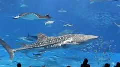 日本冲绳水族馆