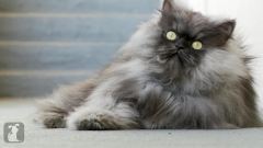Colonel Meow