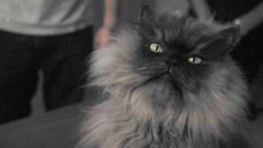 Colonel Meow Takes Over The Internet