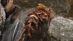 Leaves Whisper