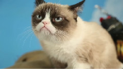 Oscar The Grouch VS Grumpy Cat